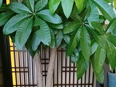 -紫阳富豪大酒店(惠南店)
