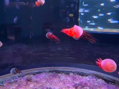 -欢乐海岸海洋奇梦馆