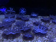 -暹罗海洋世界