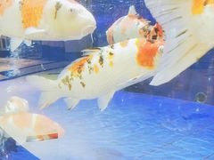 -鹏天阁酒楼·海鲜(红旗店)