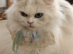 -共舞时光猫咖·狗咖(新街口店)