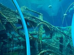 -珠海长隆海洋王国