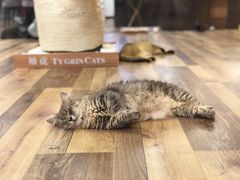 -袖虎·猫馆(体育西路店)