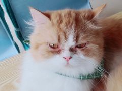 -猫在这儿猫咪咖啡馆·撸猫馆