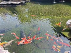 -大赤坎肥仔强烧味海鲜餐厅(大赤坎店)