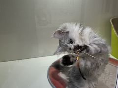 -青奢宠物·青奢猫舍