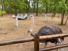 -大连森林动物园