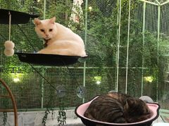 -有猫主题·治愈系猫咖(曾厝垵店)