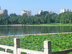 -莲花池公园