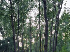 -合肥滨湖国家森林公园