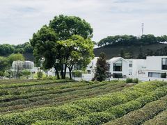 -龙坞茶村