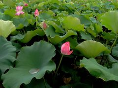 -荷塘月色湿地公园·向阳花洲