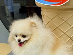 -DQ·蛋糕·冰淇淋(五角场万达店)