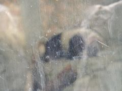 -重庆市奥林匹克体育中心-游泳跳水馆