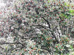 -宝岩生态观光园