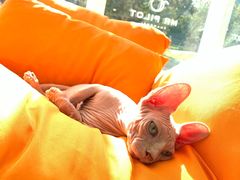 -飞行喵MR PILOT|猫舍·猫咖(静安大融城店)