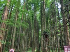 -武陵山森林公园
