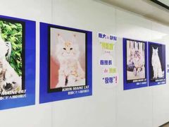 -十年猫舍·猫咪专门店(普陀店)