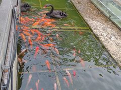 -南宁荔园维景国际酒店·荔园中餐厅