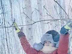 -乌兰布统景区-白桦林