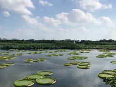 -荷塘月色湿地公园·向阳花洲