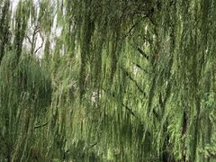 -菖蒲河公园