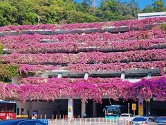 -深圳仙湖植物园-停车场
