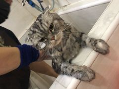 -酷狗靓猫宠物·洗护·美容·寄养(航北路店)