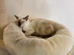 -Heymao猫咖.咖啡厅(东门店)