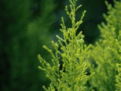 -中国科学院华南植物园