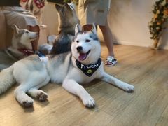 -Husky Go! 哈士奇体验馆·宠物咖啡厅狗咖