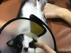 -芭比堂宠物医院·全科爱猫医院·仁德分院