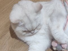 -1013 PET SHOP精品宠物商店(丁香店)