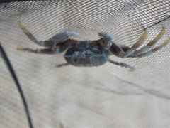 -玫瑰海岸文化旅游度假区