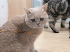 -爪爪喵星球·猫舍(益田假日里店)