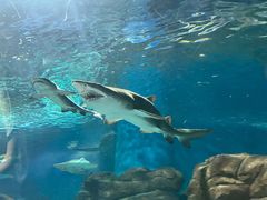 -上海海洋水族馆