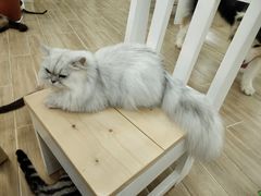 -李小姐の猫咖啡馆(五角场店)