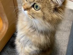 -momokira米努特·德文卷毛猫·棉花面纱犬