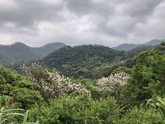 -广州市石门国家森林公园
