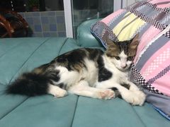 -伟伟宠物医院·CT影像中心·瑞派犬猫综合性门诊(汉口总院)