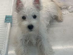 -翊宠yipet猫狗购宠庄园犬舍•猫舍