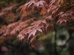 -陕西师范大学(雁塔校区)