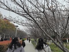 -高东镇樱花园