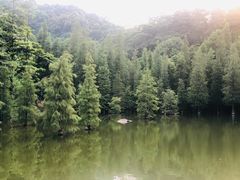 -广州市帽峰山景区