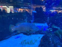 -成都浩海立方海洋公园