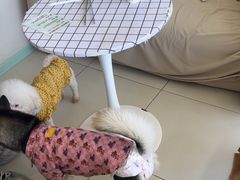 -怪兽屋·羊驼·猫咖·狗咖(俊华广场店)