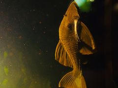 -暹罗海洋世界