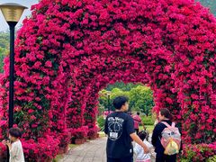 -东莞植物园