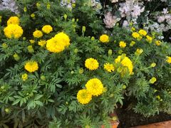 -郑州方特梦幻王国