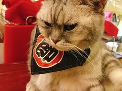 -猫色咖啡·猫咖